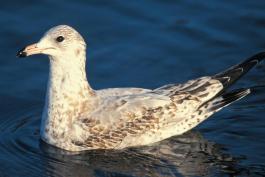 Photo of a juvenile ring-billed gull floating on water.