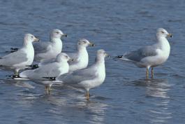 Photo of six ring-billed gulls standing in shallow water.