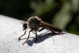 Photo of a robber fly perched on a railing, holding down a gnat with its foot.