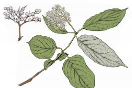Illustration of rough-leaved dogwood leaves, flowers, fruits.