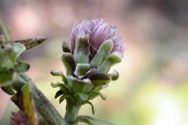 Photo of a rough blazing star flowerhead during seed formation