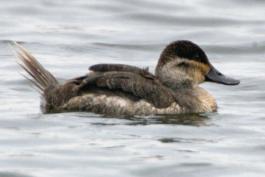 Photo of a female ruddy duck floating on water