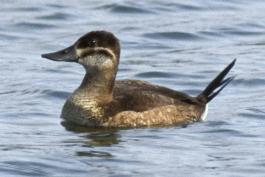 Photo of a female ruddy duck in breeding plumage, floating on water