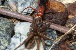 Rusty spider wasp dragging a wolf spider across the ground