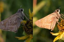 Two views of the same female sachem skipper, shaded at left and sunlit at right.