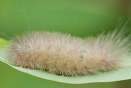 Salt marsh moth caterpillar on a leaf