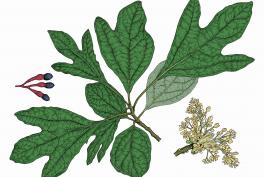 Illustration of sassafras leaves, flowers, fruit.