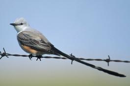 Photo of a male scissor-tailed flycatcher perched on a barbwire fence.
