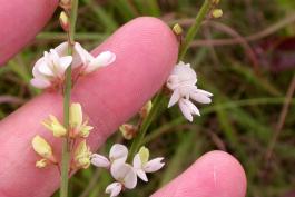 Flower stalks of sessile-leaved tick trefoil, held on fingers for scale