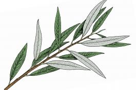 Illustration of silky willow leaves and stem.