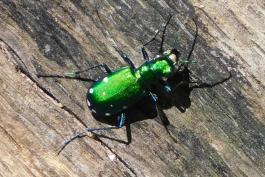 Six-spotted tiger beetle standing on a piece of wood