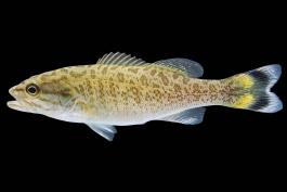 Smallmouth bass juvenile side view photo with black background