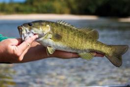 Smallmouth bass being held up by a person