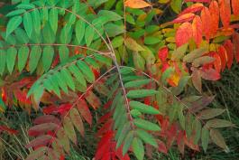 Smooth sumac plant with a combination of green and bright red leaves