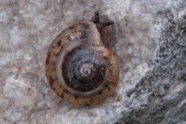 Land snail on side, showing whorls of shell