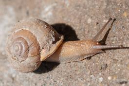 Land snail crawling with dried dirt on its shell