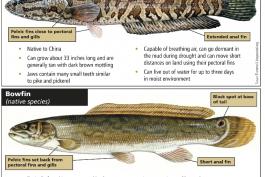 Image of a poster with illustrations of snakehead and bowfin, labeled to show anatomical differences