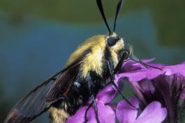 A snowberry clearwing moth resting on a flowerhead