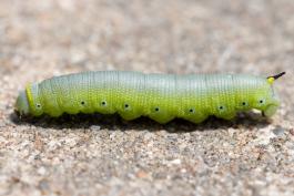 Photo of a snowberry clearwing caterpillar walking on concrete