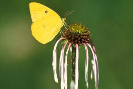 Photo of a southern dogface in bright sun, nectaring on pale purple coneflower