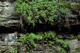 Photo of southern maidenhair fern plants growing on a bluff in Howell County