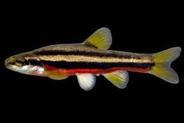 Southern redbelly dace male in spawning colors, side view photo with black background