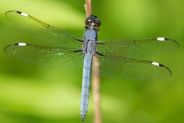 Male spangled skimmer perched on a twig, viewed from above