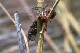 Black spider wasp dragging an orbweaver spider on a plant stalk