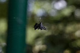 Photo of a spined micrathena in her web