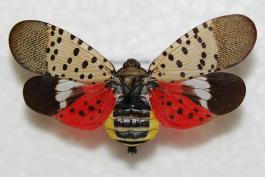 Adult specimen of an adult spotted lanternfly, pinned with wings spread