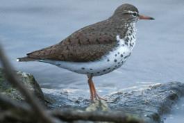Photo of a spotted sandpiper standing on a muddy shore, side view.