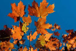 Orange sugar maple leaves backlit against blue sky