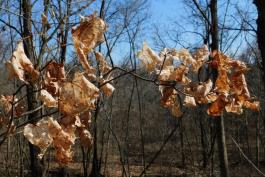 Sugar maple branch retaining dried, pale leaves in late winter