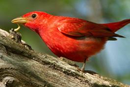 Photo of a male summer tanager eating a caterpillar