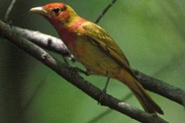 Photo of a male summer tanager undergoing first spring molt