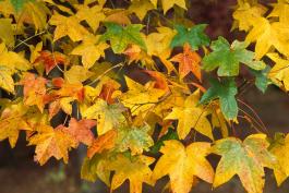 Sweet gum leaves in fall color