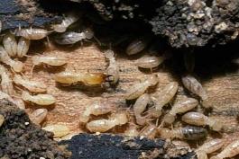 Several termite workers and a soldier in a gallery in wood