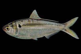 Threadfin shad side view photo with black background