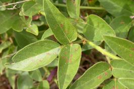 Tick trefoil leaves