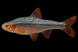 Topeka shiner male in spawning colors, side view photo with black background