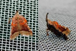 Two views of a trumpet vine moth resting on a window screen, one from above and one from side