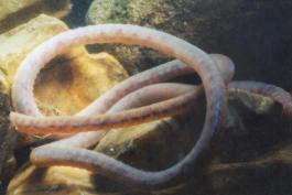 Photo of an aquatic tubificid worm among rocks in an aquarium.