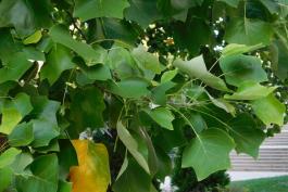 Photo of a tulip tree, showing many leaves