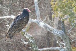 Photo of a turkey vulture perched on a cedar snag on a high bluff overlooking Ha Ha Tonka Spring