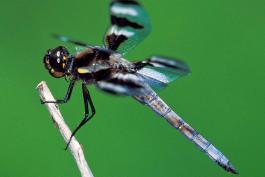 Twelve-spotted skimmer male perched on a small twig, viewed from side