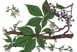 Illustration of virginia creeper leaves, stem, flowers, fruit.