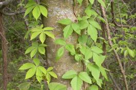 Virginia creeper and poison ivy climbing on a tree trunk.