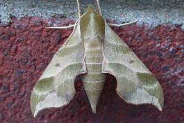 Photo of a Virginia creeper sphinx moth resting on a brick wall