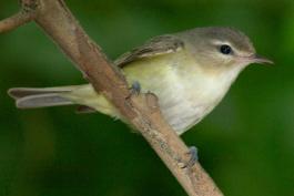 Photo of a warbling vireo perched on a small branch