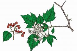 Illustration of Washington thorn leaves, flowers, fruits.